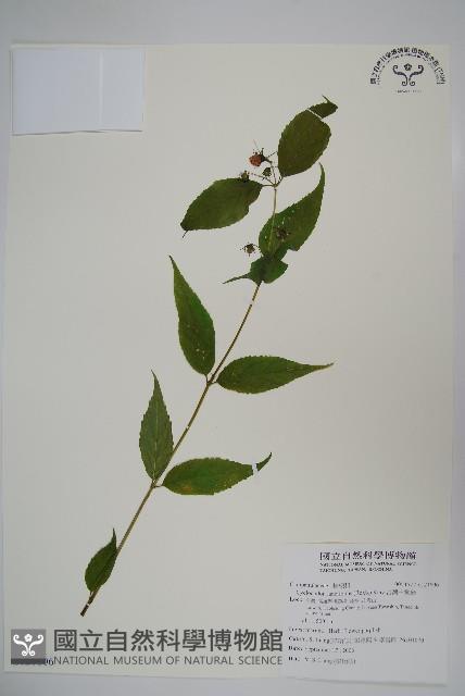 台灣土黨參藏品圖，第1張