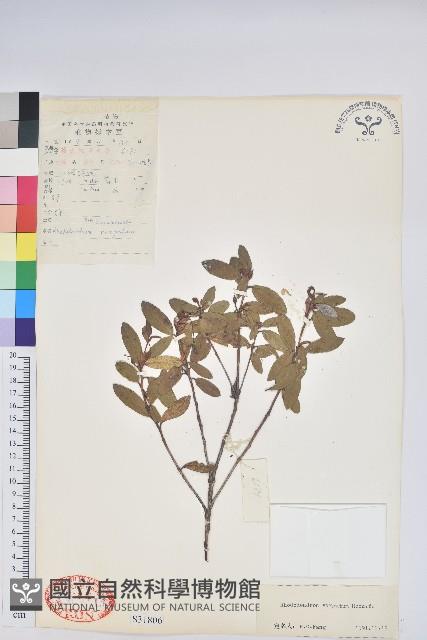 柳條杜鵑藏品圖，第1張