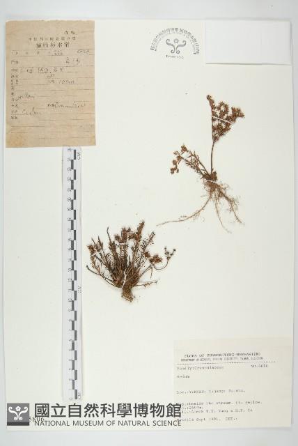 登錄號:S025806藏品圖，第1張