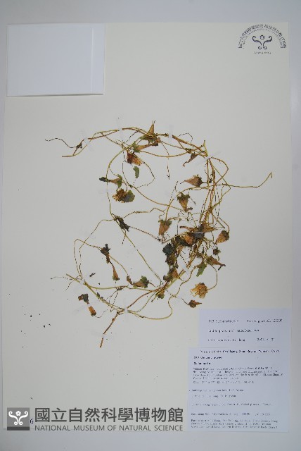 管花黨參藏品圖，第1張