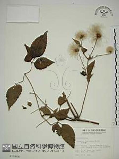 小木通藏品圖，第1張