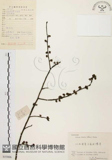 山胡椒藏品圖，第1張