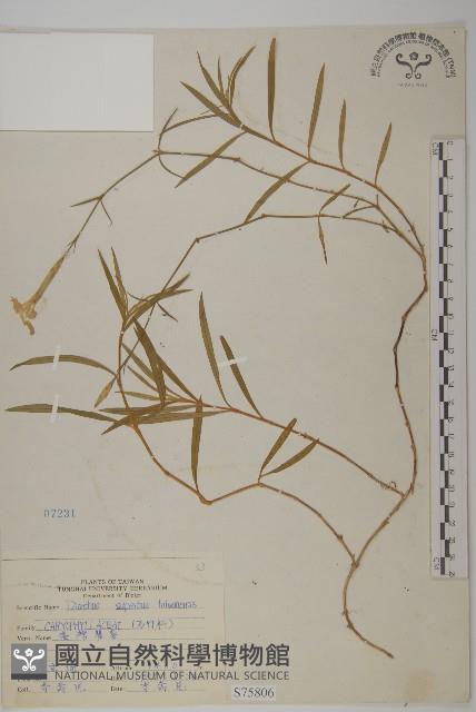 臺灣瞿麥藏品圖，第1張