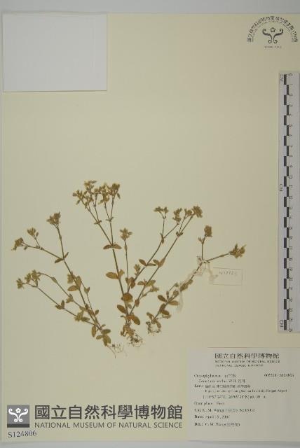 卷耳藏品圖，第1張