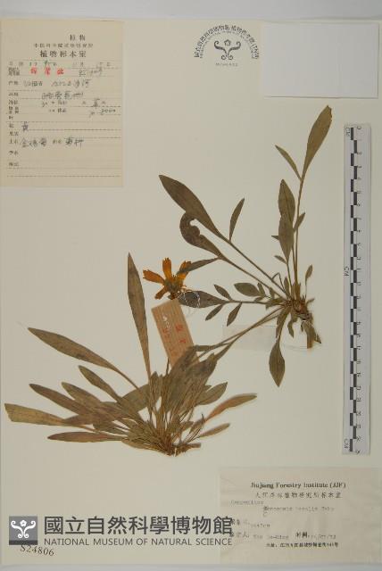 金雞菊藏品圖，第1張