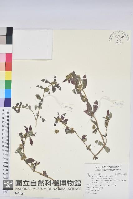 飛揚草藏品圖，第1張