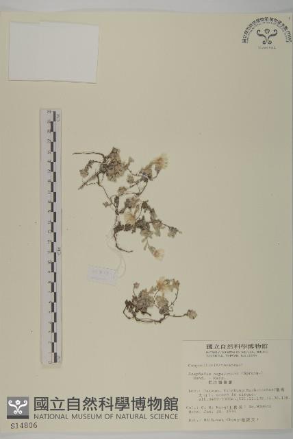 尼泊爾籟簫藏品圖，第1張