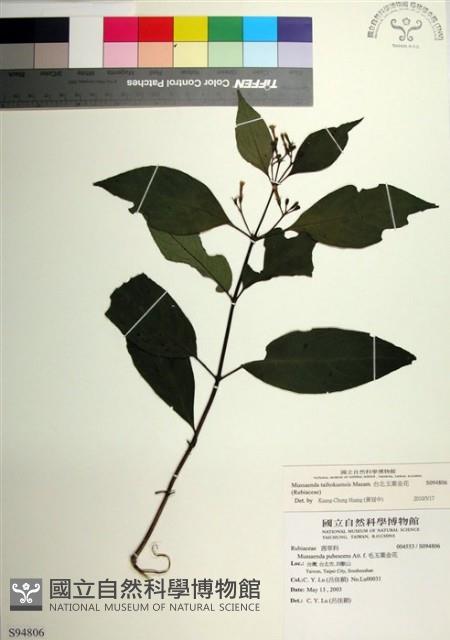 台北玉葉金花藏品圖，第1張