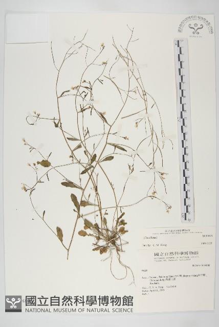 玉山筷子芥藏品圖，第1張