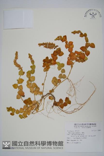 爵床藏品圖，第1張