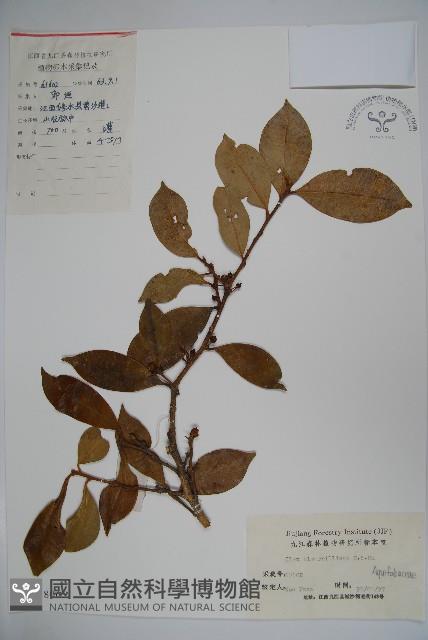 厚葉冬青藏品圖，第1張