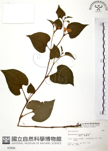 臭腥草、蕺菜藏品圖，第1張