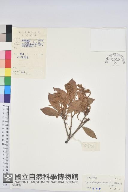 嶺南青剛櫟、嶺南椆藏品圖，第1張