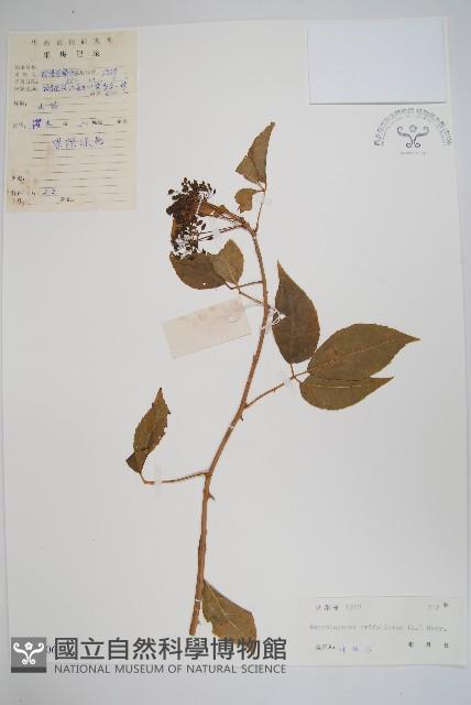 三葉五加、三加皮藏品圖，第1張