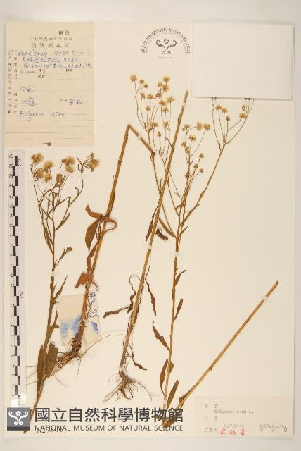 飛蓬藏品圖，第1張