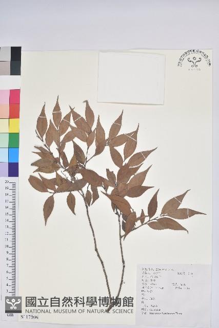 米飯花藏品圖，第1張