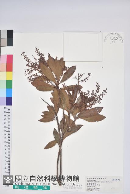 臺灣馬醉木藏品圖，第1張