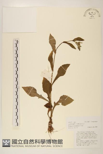 圓舌粘冠草藏品圖，第1張