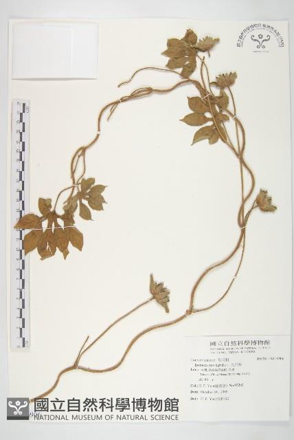 九爪藤藏品圖，第1張