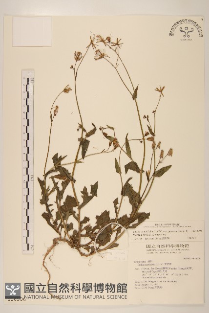 紫背草藏品圖，第1張