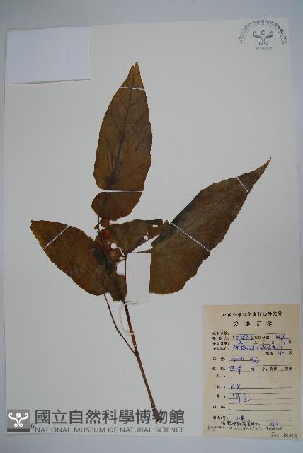 粗喙秋海棠藏品圖，第1張