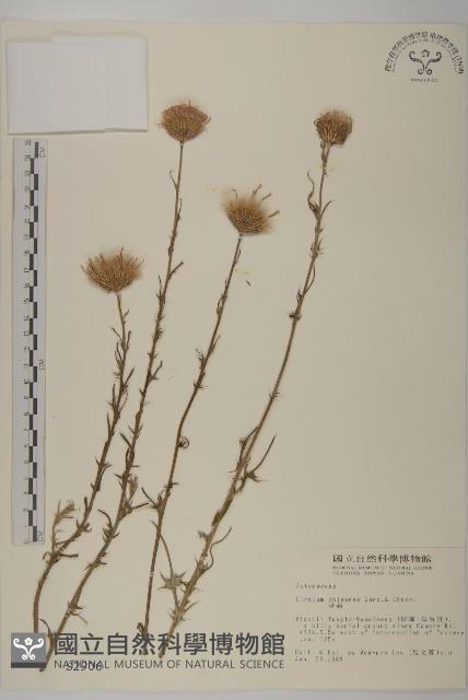 華薊藏品圖，第1張