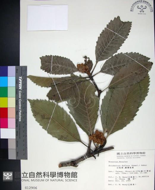 山枇杷、臺灣枇杷藏品圖，第1張