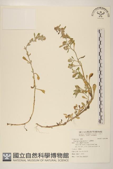 鼠麴舅藏品圖，第1張