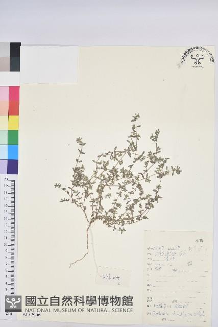 地錦藏品圖，第1張