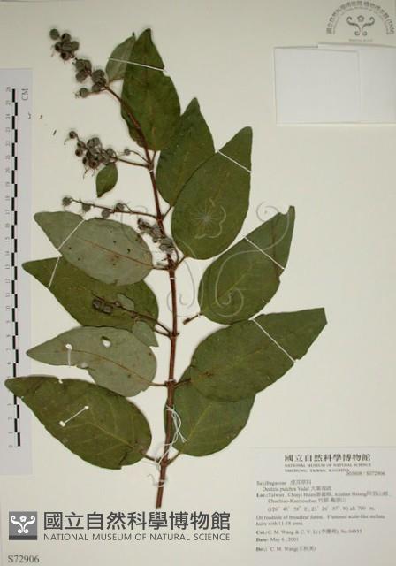 大葉溲疏藏品圖，第1張