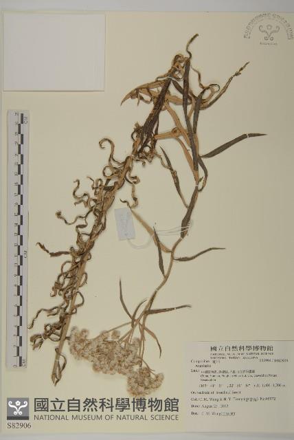 登錄號:S082906藏品圖，第1張