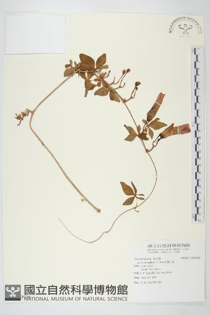 番仔藤藏品圖，第1張