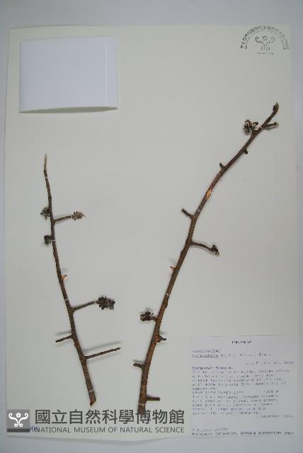 登錄號:S100906藏品圖，第1張