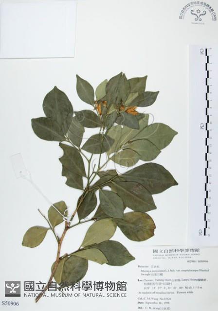 長果月橘藏品圖，第1張