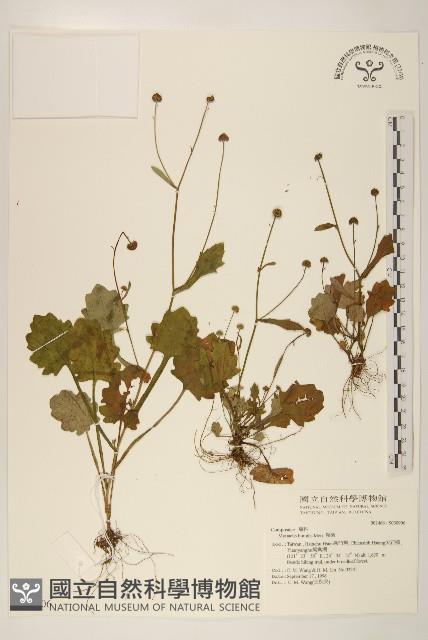 矮菊藏品圖，第1張