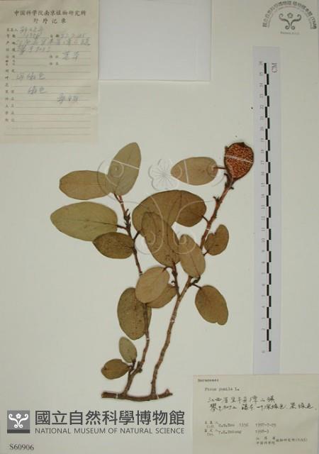 薜荔藏品圖，第1張