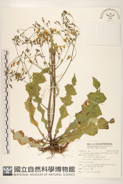 刀傷草藏品圖，第1張