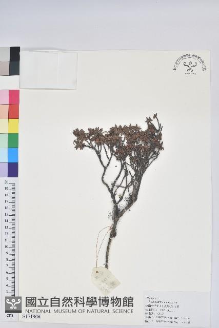 地毯杰鵑花藏品圖，第1張