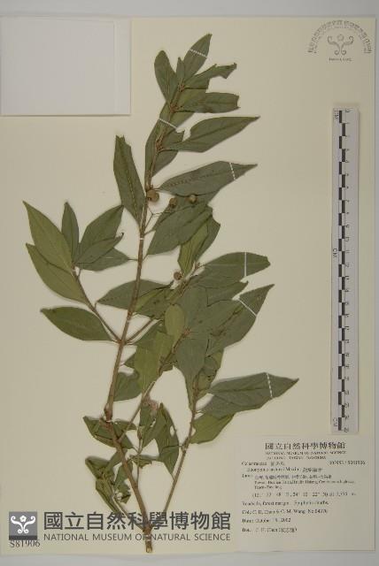 菱葉衛矛藏品圖，第1張