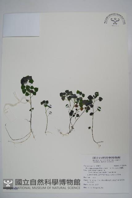 山桔梗藏品圖，第1張