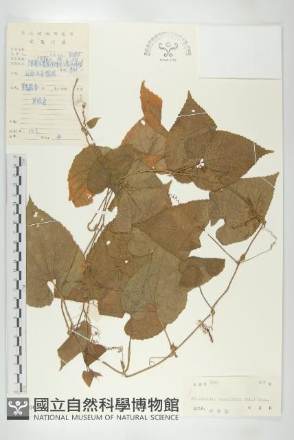 大苞赤瓟藏品圖，第1張