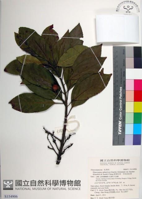 球果杜英、早田氏杜英藏品圖，第1張