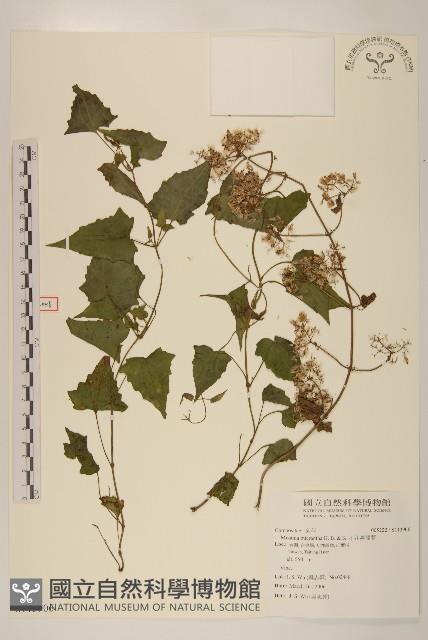 小花蔓澤蘭藏品圖，第1張