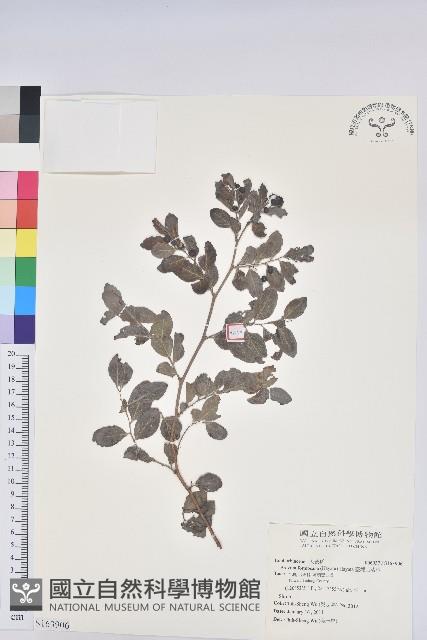 臺灣山漆莖藏品圖，第1張