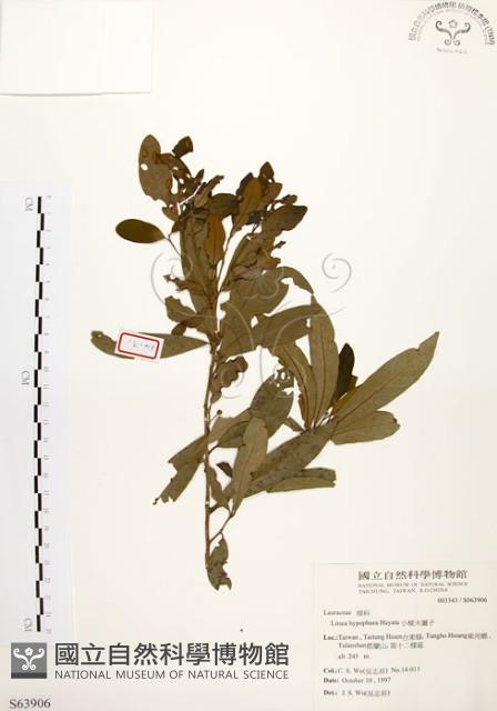 黃肉樹, 小梗木薑子藏品圖，第1張