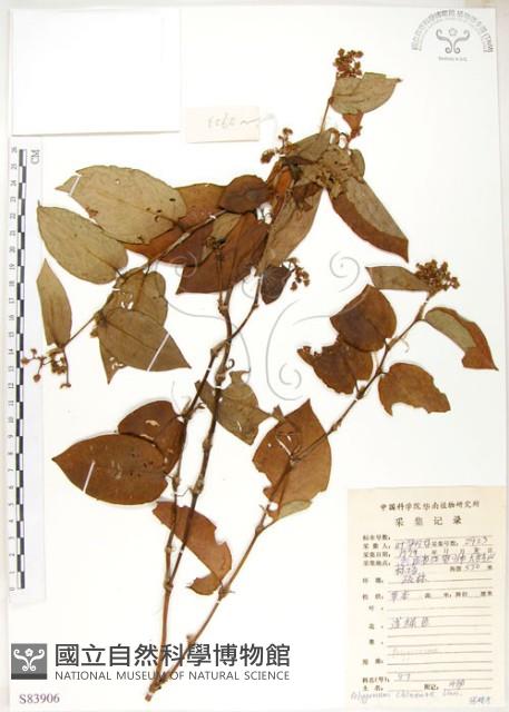 火炭母草、清飯藤藏品圖，第1張