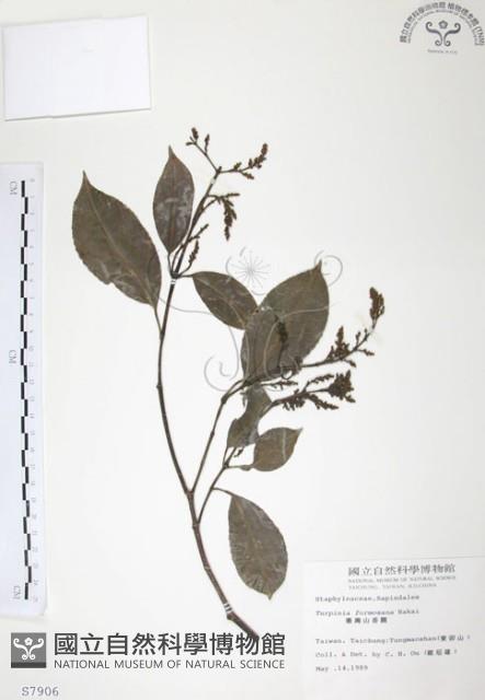 山香圓藏品圖，第1張