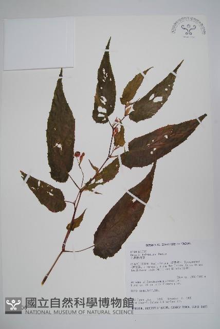 臺灣秋海棠藏品圖，第1張