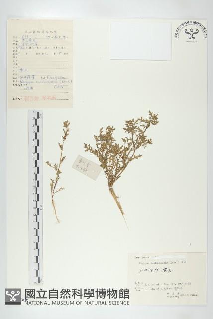 廣東葶藶藏品圖，第1張