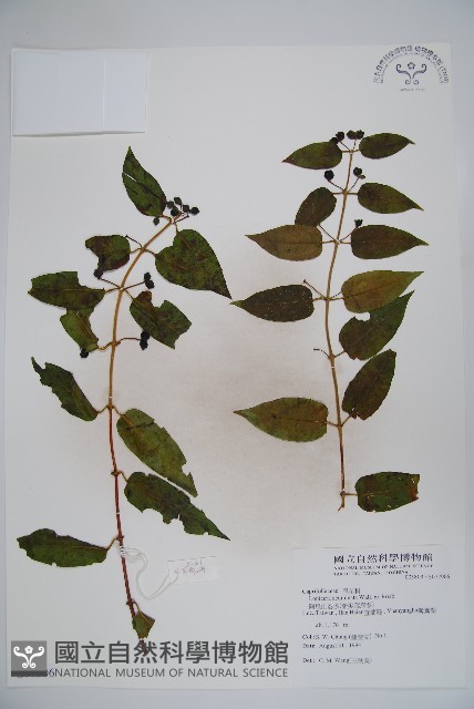 阿里山忍冬、漸尖葉忍冬藏品圖，第1張